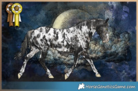 Horse Color:Powder White Silver Smoky Black Appaloosa  and Powder White Gray White Spotted Black Appaloosa 