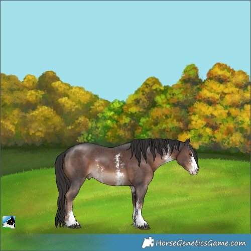 Horse Color:Liver Chestnut Sabino 