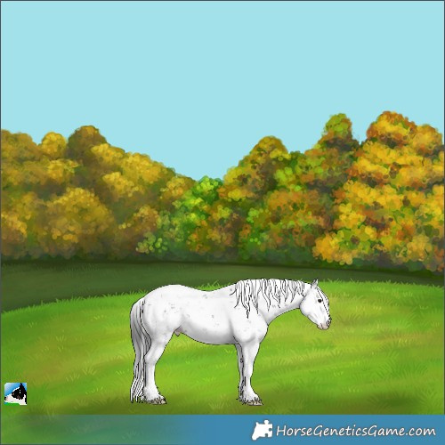 Horse Color:Brown Ice Sabino Rabicano 