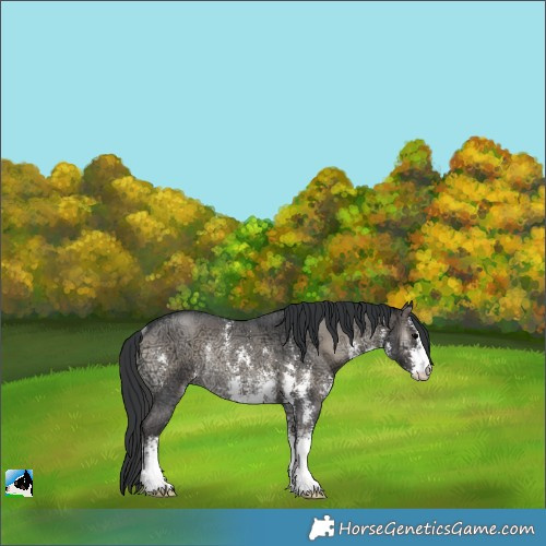 Horse Color:Blue Onyx Ice Sabino Rabicano 
