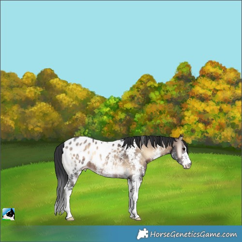 Horse Color:Brown Onyx Sabino Appaloosa