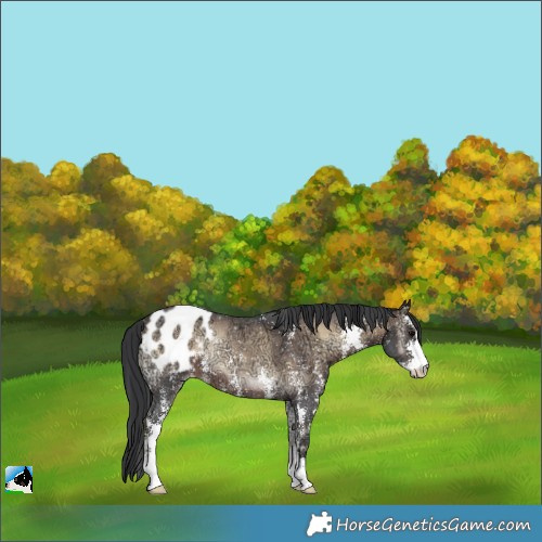 Horse Color:Brown Ice Onyx Sabino Appaloosa Rabicano 