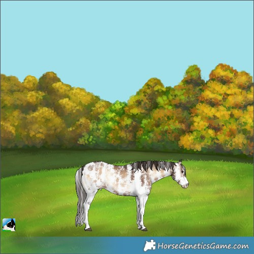 Horse Color:Liver Red Onyx Sabino Appaloosa
