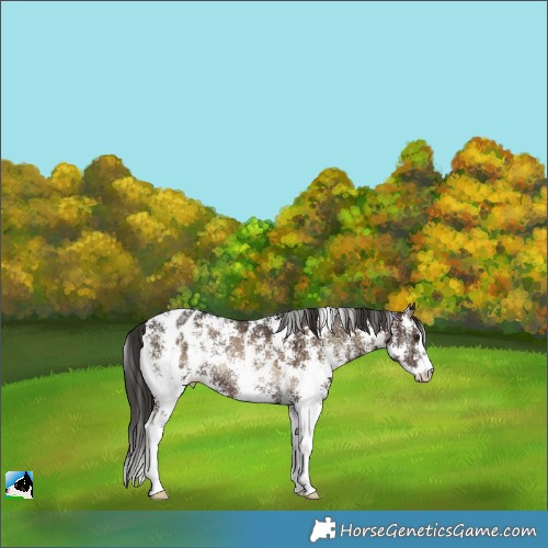 Horse Color:Liver Red Onyx Ice Sabino Appaloosa Rabicano 