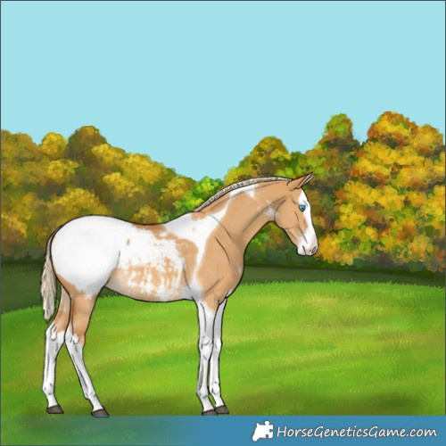 Horse Color:Palomino Dun Sabino Splash Tobiano Appaloosa 