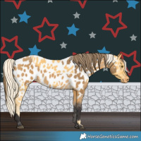 Horse Color:Palomino Appaloosa and Buckskin Appaloosa