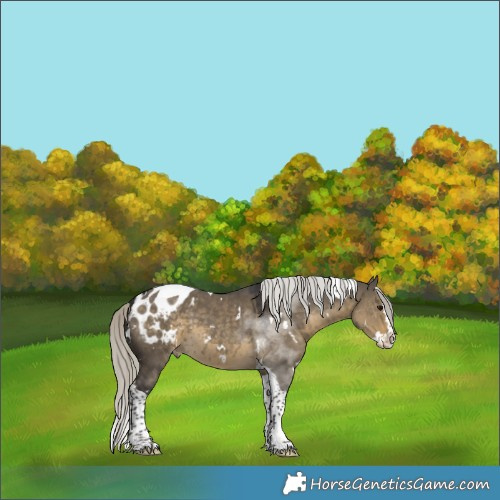Horse Color:White Spotted Silver Smoky Grullo Splash Tobiano Appaloosa