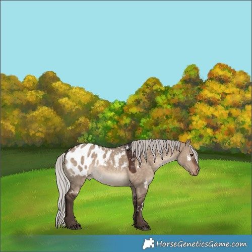 Horse Color:White Spotted Silver Brown Dun Blanket 