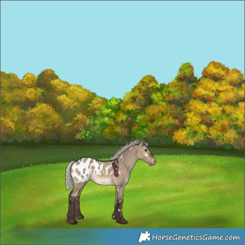 Horse Color:White Spotted Silver Brown Dun Appaloosa 