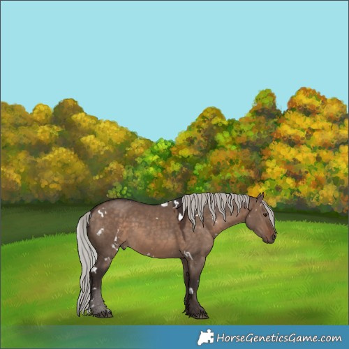 Horse Color:White Spotted Silver Brown Dun 