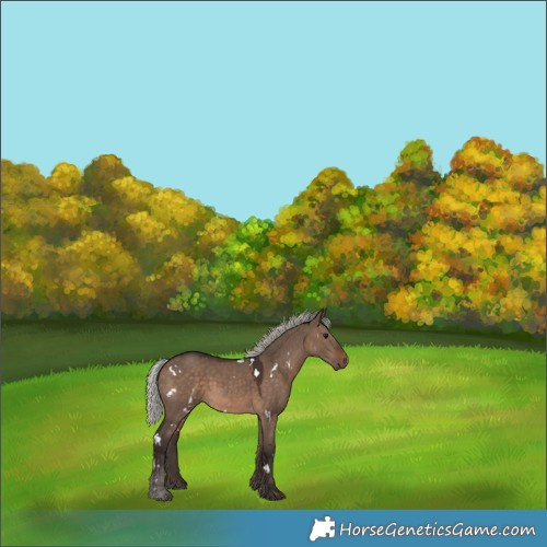 Horse Color:White Spotted Silver Brown Dun 