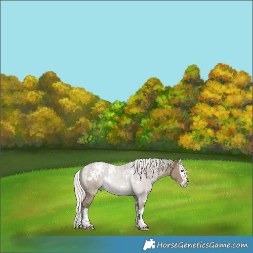 Horse Color:Powder White White Spotted Silver Smoky Grullo Splash 