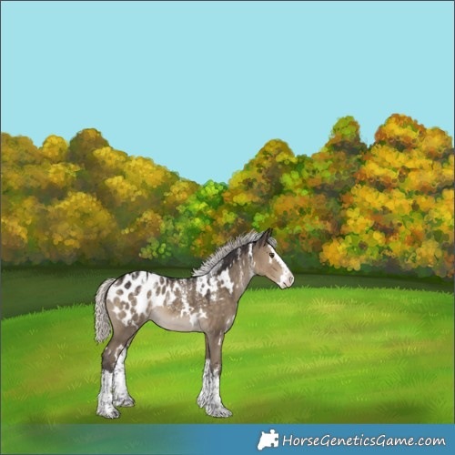 Horse Color:Powder White White Spotted Silver Smoky Grullo Splash Appaloosa 