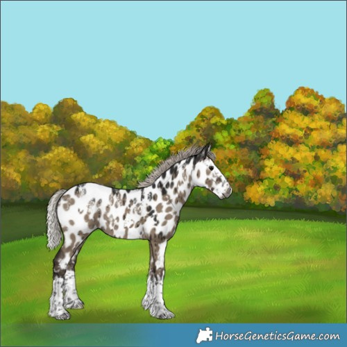Horse Color:Powder White Gray White Spotted Silver Grullo Splash Appaloosa Rabicano Brindle 