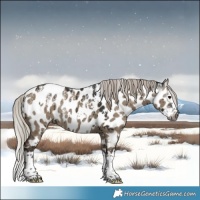 Horse Color:Powder White Gray White Spotted Silver Grullo Splash Appaloosa Rabicano Brindle