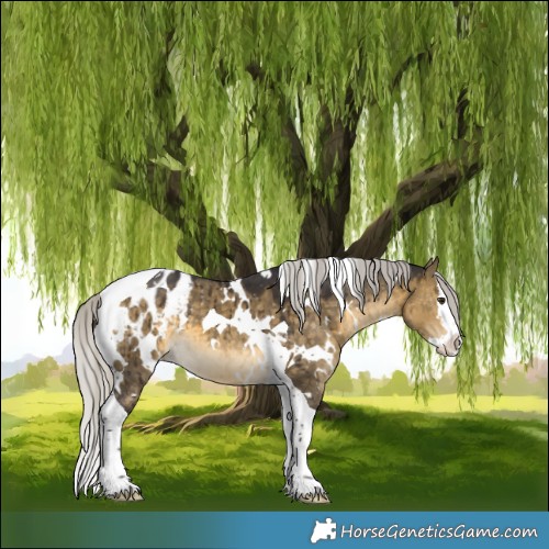 Horse Color:White Spotted Silver Buckskin Dun Splash Tobiano Appaloosa Brindle 