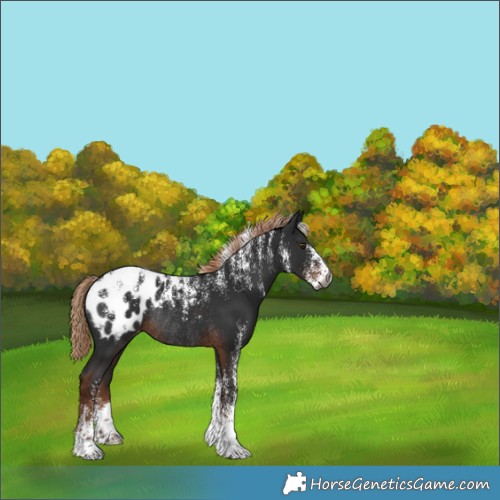 Horse Color:Powder White Gray Liver Chestnut Appaloosa Rabicano 