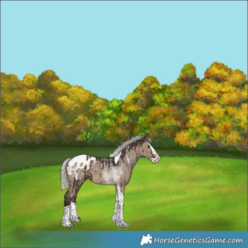 Horse Color:Powder White Silver Brown Dun Splash Tobiano Appaloosa Brindle 