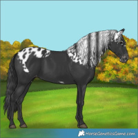 Horse Color:Black Skewed LP Spotted 