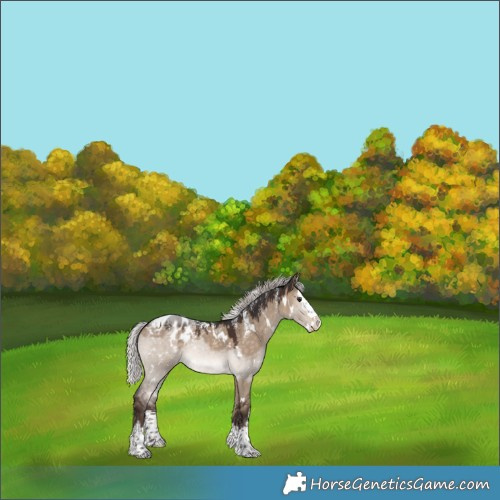 Horse Color:Powder White White Spotted Silver Brown Dun Splash Appaloosa Rabicano 
