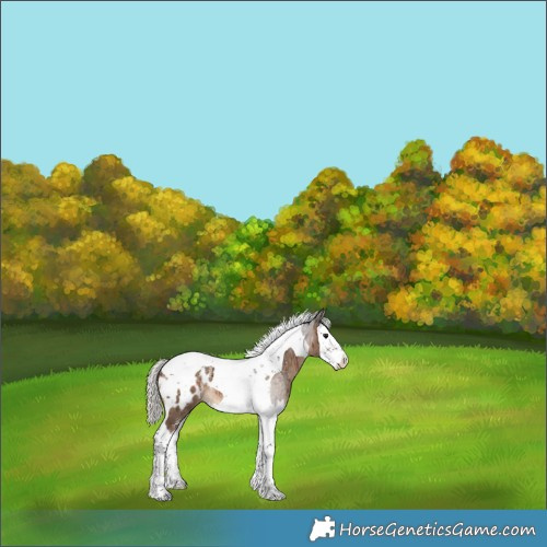 Horse Color:Powder White Silver Brown Dun Splash Tobiano Appaloosa Brindle 
