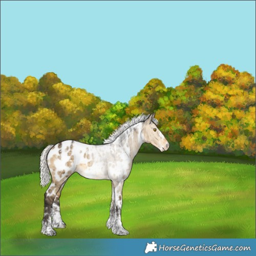 Horse Color:Powder White White Spotted Silver Buckskin Dun Appaloosa Brindle 