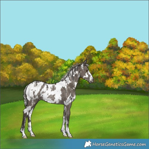 Horse Color:Powder White Gray White Spotted Silver Smoky Grullo Appaloosa Rabicano 