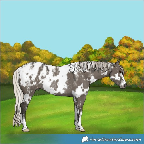 Horse Color:Powder White Gray White Spotted Silver Smoky Grullo Blanket Rabicano 