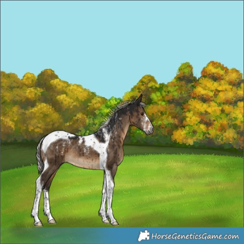 Horse Color:Powder White Gray Silver Brown Dun Tobiano Brindle 