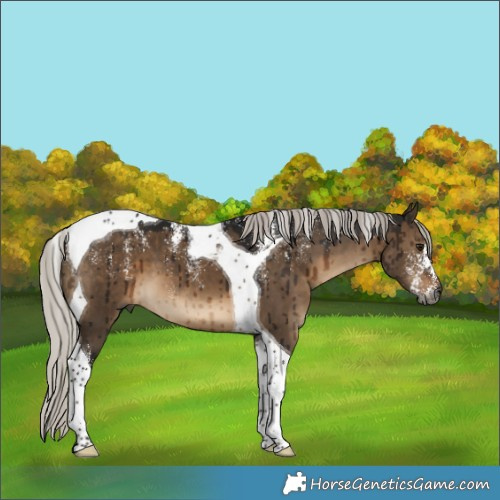 Horse Color:Powder White Gray Silver Brown Dun Tobiano Brindle