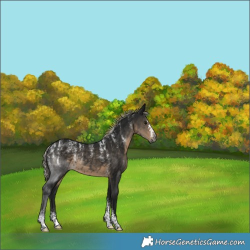 Horse Color:Powder White Gray Silver Smoky Black Rabicano 
