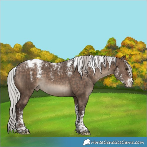 Horse Color:Powder White Silver Brown Dun Appaloosa Brindle 