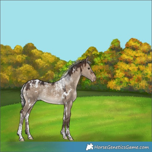 Horse Color:Powder White White Spotted Silver Brown Dun Appaloosa Rabicano 