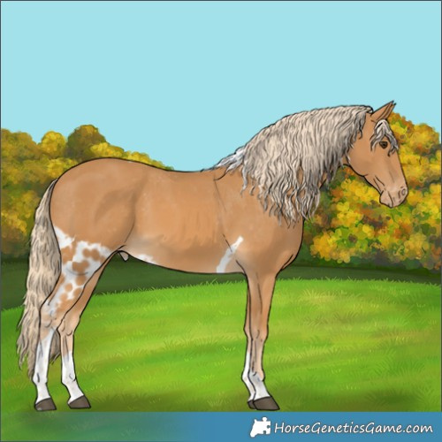Horse Color:Palomino Tobiano Skewed LP Spotted 