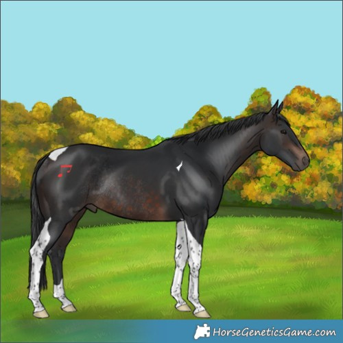 Horse Color:Brown Tobiano Rabicano 