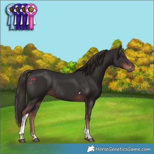 Horse Color:Liver Chestnut Tobiano Rabicano 