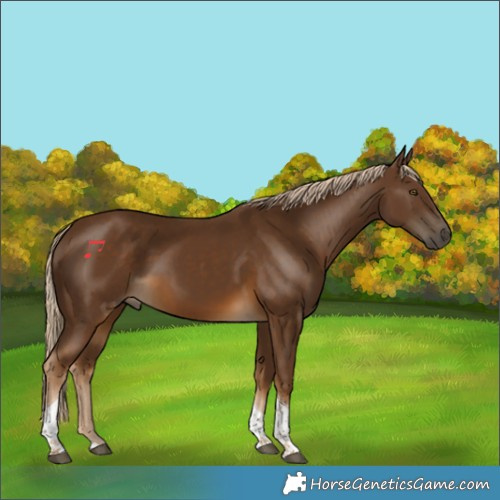 Horse Color:Chocolate Palomino Tobiano Rabicano 