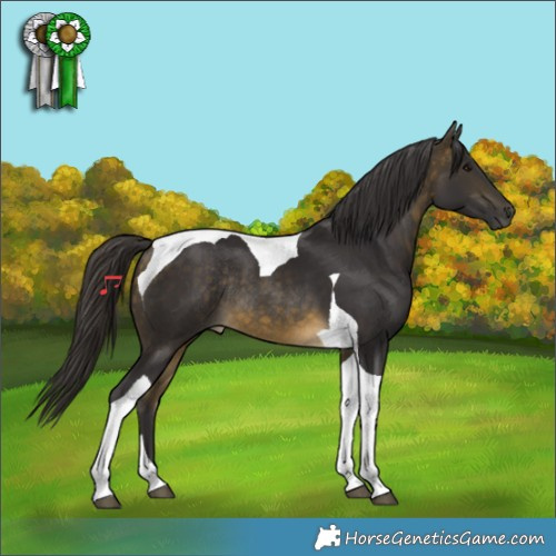 Horse Color:Buckskin Tobiano Rabicano 