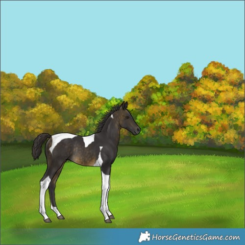 Horse Color:Buckskin Tobiano Rabicano 