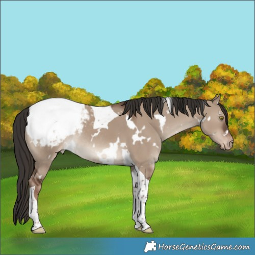Horse Color:White Spotted Liver Red Dun Tobiano Appaloosa Rabicano 