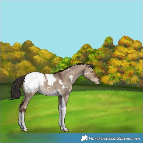 Horse Color:White Spotted Liver Red Dun Tobiano Appaloosa Rabicano 