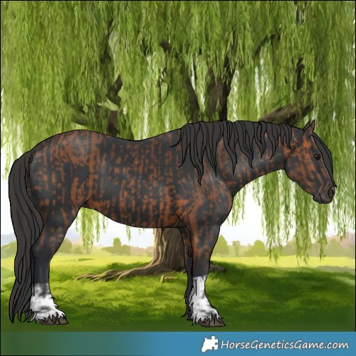 Horse Color:Bay  and Black 