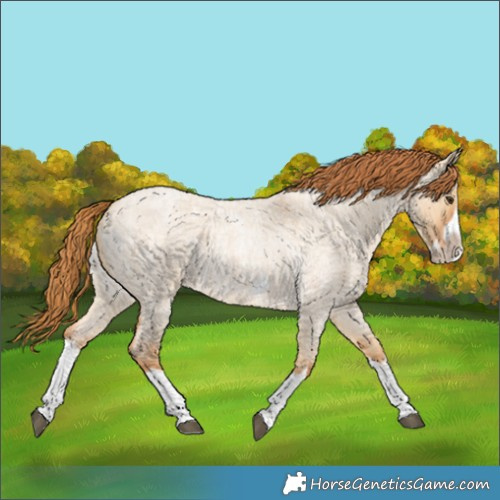 Horse Color:Red Dun Roan Splash Frame Rabicano 