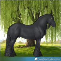 Horse Color:Black 