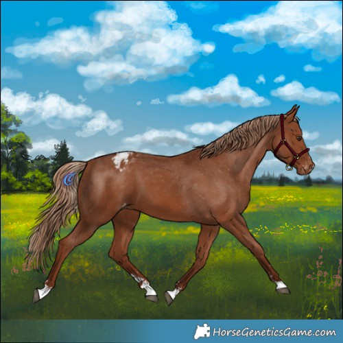 Horse Color:Chestnut Varnish
