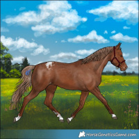Horse Color:Chestnut Varnish 