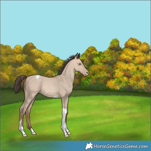 Horse Color:Amber Champagne Dun Tobiano 