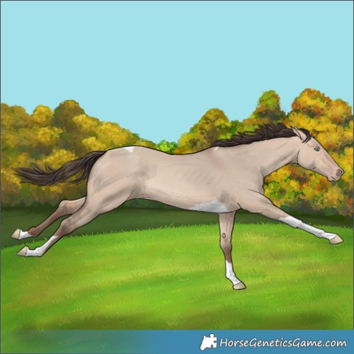 Horse Color:Amber Champagne Dun Tobiano