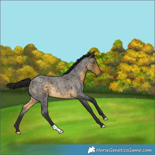 Horse Color:Buckskin Roan 