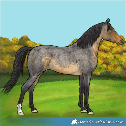 Horse Color:Buckskin Roan